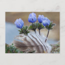 Suche nach ken archer poster Wildblume