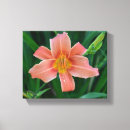 Suche nach orange lilien poster Fotografie