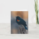 Suche nach flügel kleine grußkarten Tierwelt