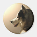 Suche nach zäh magnete Sibirischer husky