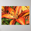 Suche nach orange lilien poster Tiger