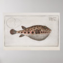 Suche nach puffer fish poster Ozean