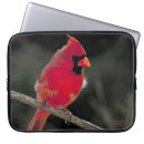 Suche nach tulpe laptop schutzhüllen Vogelvogel