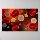 Suche nach immunsystem poster Erythrozyten