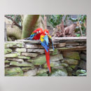 Suche nach macaws poster Tropisch