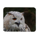 Suche nach raubvogel magnete Vogelvogel