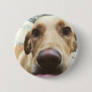 Suche nach goldener welpe buttons Niedlich