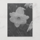 Suche nach gelb und weiß postkarten Fotografie