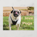 Suche nach liebe mops postkarten Haustier