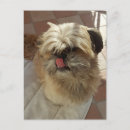 Suche nach shih tzu postkarten Shitzu