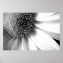 Suche nach bühnen poster Blume