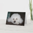 Suche nach okay karten Hund