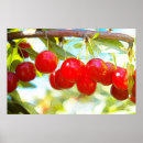 Suche nach rote beere poster Kirschen