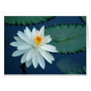Suche nach wasser lilly Lilie