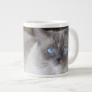 Suche nach große katze tassen Hauskatze