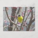 Suche nach kirschbäume postkarten Rosa