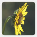 Suche nach susan aufkleber Gelbe blumen
