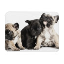Suche nach sitzender hund magnete Niedlich