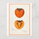 Suche nach botanische illustration postkarten Vintag