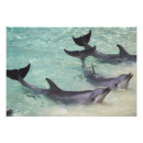 Suche nach delfin poster Marin