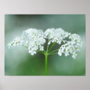 Suche nach petersilie poster Blume