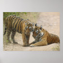 Suche nach tiger poster Jung