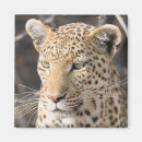 Suche nach leopard magnete Große katze