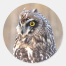 Suche nach eulen und aufkleber Raptor