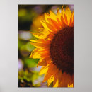 Suche nach blumenfoto poster Natur