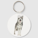 Suche nach malamute schlüsselanhänger Alaskan malamute welpen