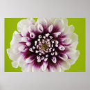 Suche nach studio poster Lila