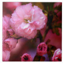 Suche nach rosa kirschblüte fliesen Kirsche