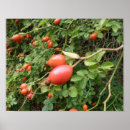 Suche nach red rose poster Roses