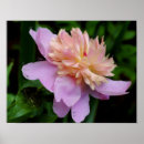 Suche nach ölgemälde poster Blumenreich