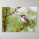 Suche nach chickadee poster Vogelvogel