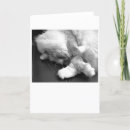 Suche nach faule katzen karten Niedliche katze