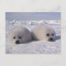 Suche nach fell postkarten Weiß