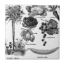 Suche nach vintage frucht fliesen Früchte