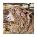 Suche nach lustige schafe untersetzer Mutterschafe