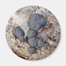 Suche nach pilz magnete Pflanze