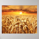 Suche nach wheat field poster Weizen