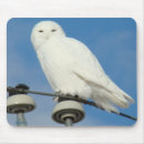 Suche nach weiße eule mousepads Eulen