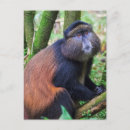 Suche nach goldener affe poster Wald