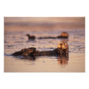 Suche nach otter foto poster Tier