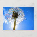 Suche nach dandelions postkarten Fotografie