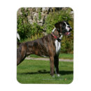 Suche nach brindle magnete Hund
