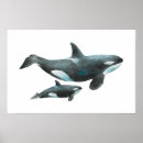 Suche nach orca poster Illustration