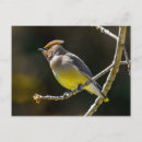 Suche nach singvögel postkarten Gelb