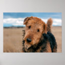 Suche nach airedales poster Airedale terrier