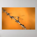 Suche nach draht poster Natur